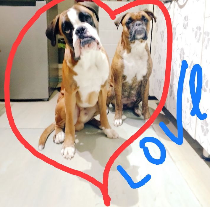 Продаются щенок немецкого боксёра