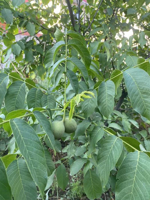 Продам дерево орех