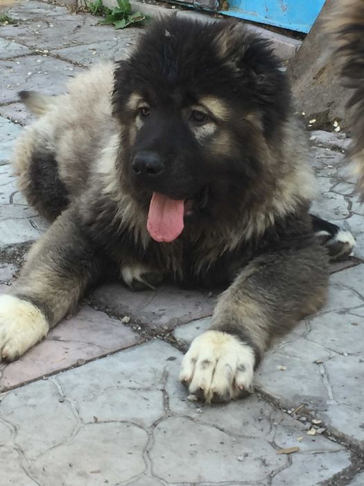 крупные щенки кавказской овчарки