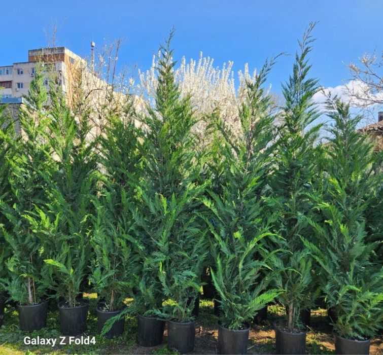 Leylandii pret minim garantat 3m