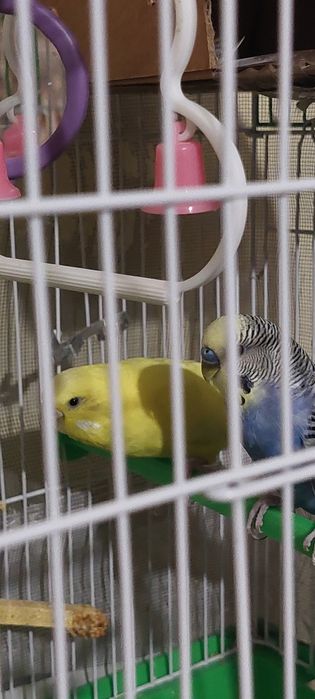 Peruși de vinzare jud Constanța