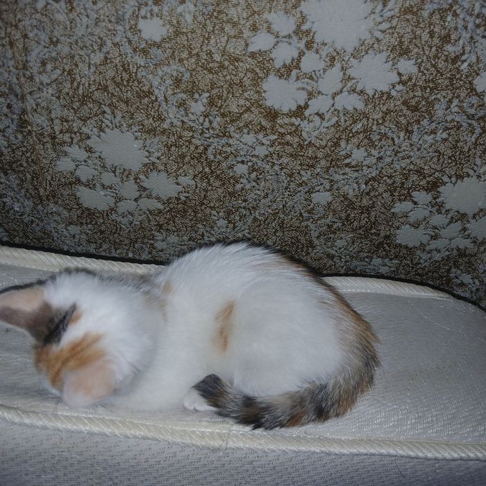 Отдам  котят девочки, город Актобе