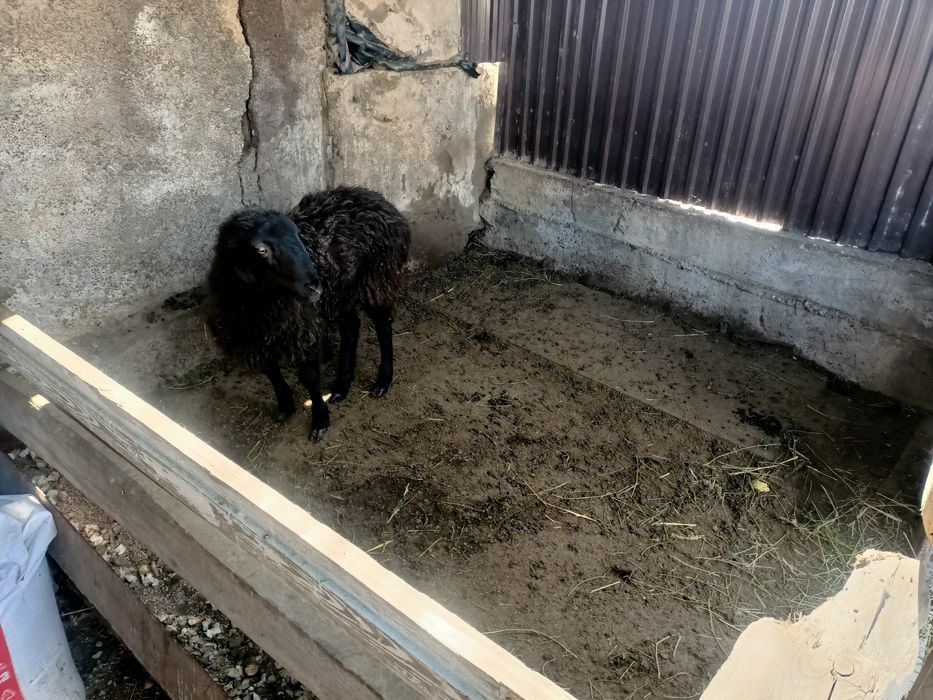 Продам 2-х баранов