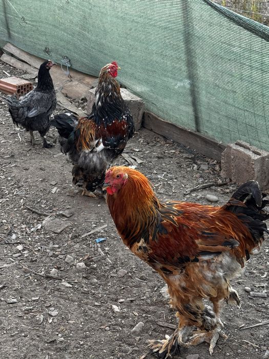 vând 2 cocoși brahma