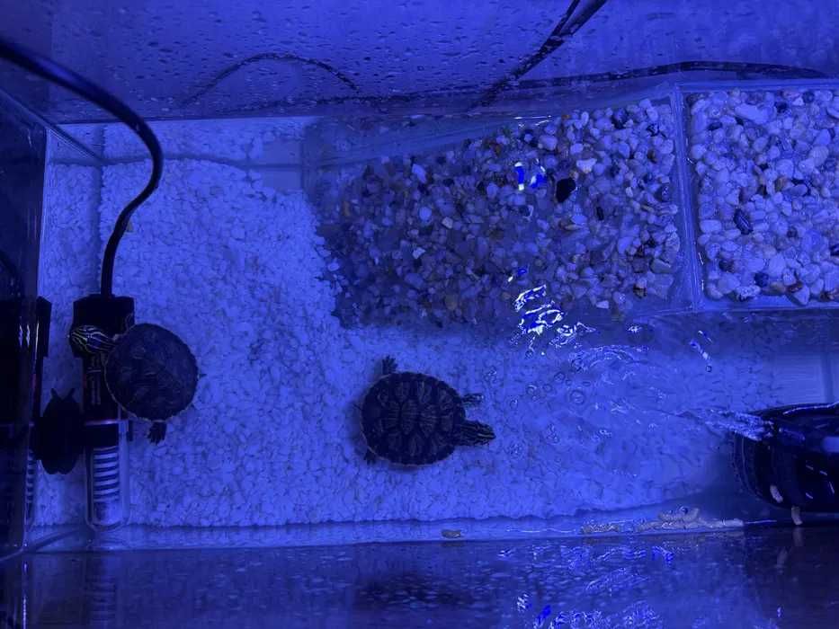 Broaste Testoase cu acvariu, filtru lampa si incalzitor