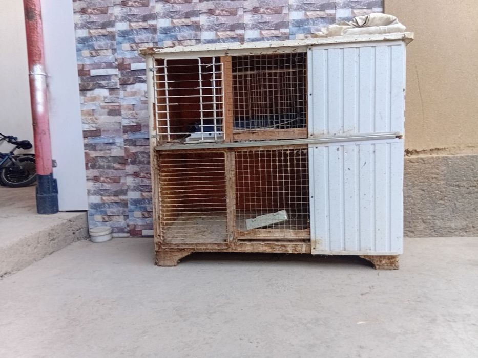 Quyon va tovuq katak