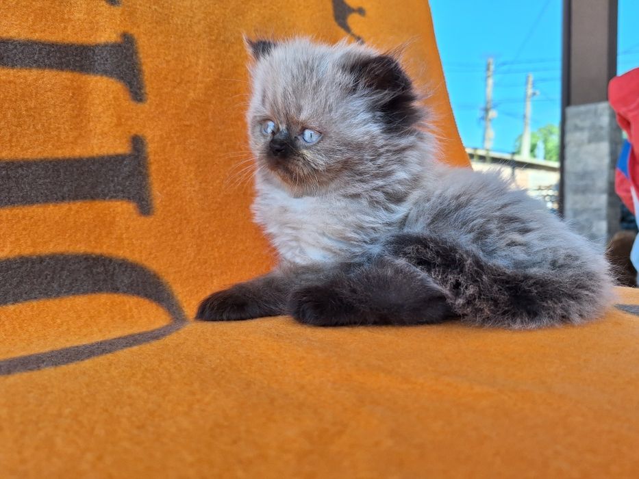 Персийско коте (колорпойнт)