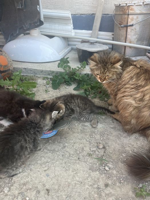 Отдам Даром котят с Кошкой вместе