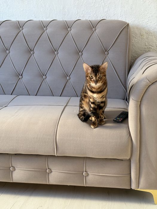 Продам котят резерв бенгал