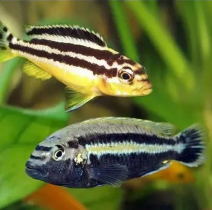 Ауратусы цыхлиды