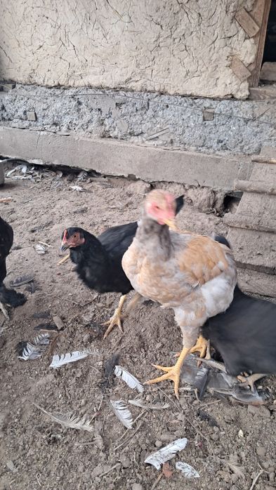 Продам петухов молодые