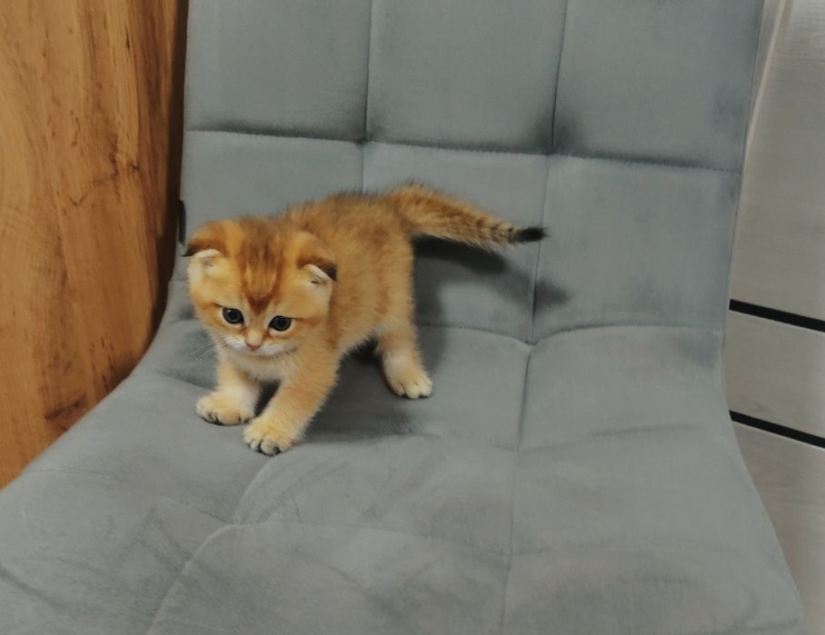 Котята Большой Выбор Алматы