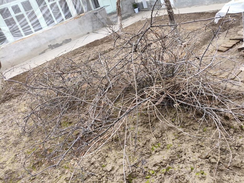 Отин Дрова срочно