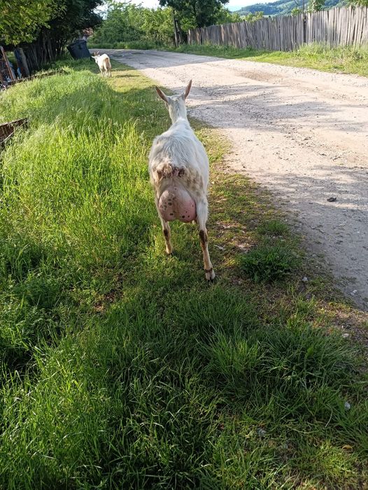 Capră sannen de vânzare vârstă 3 ani ,are un țap și o ieduță de o luna jumate după ea preț 1500 Ron