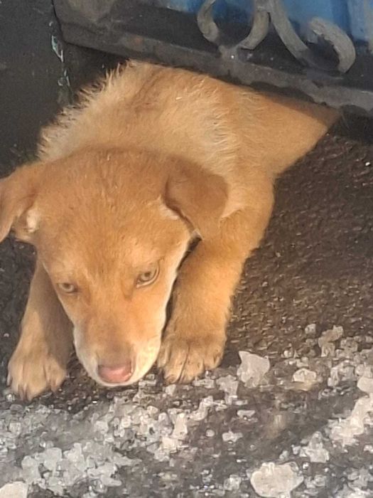 Отдам щеков в добрые руки