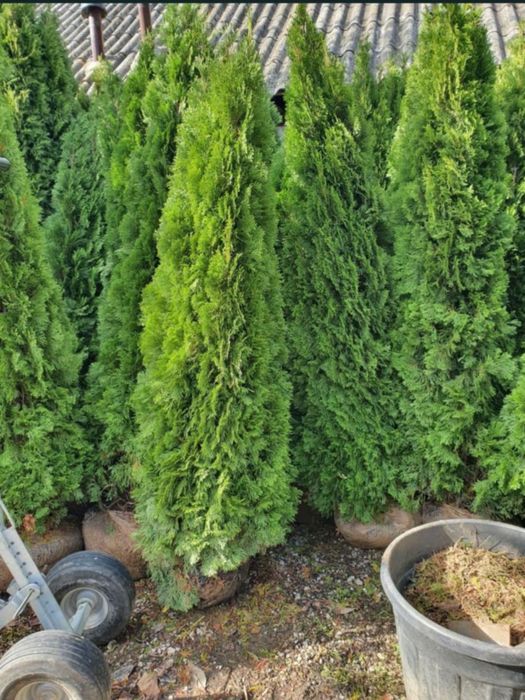 am mai multe specimente de plante