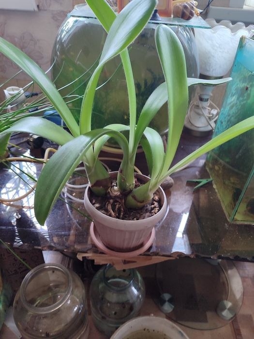 Продам фикус, алое и т.д.