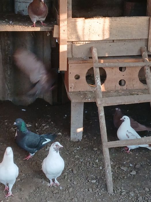 Vând iepuri si porumbei