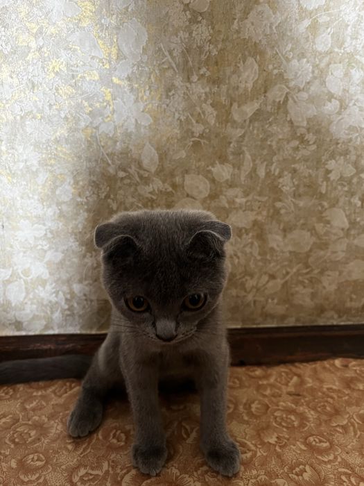 Продам котенка,девочка