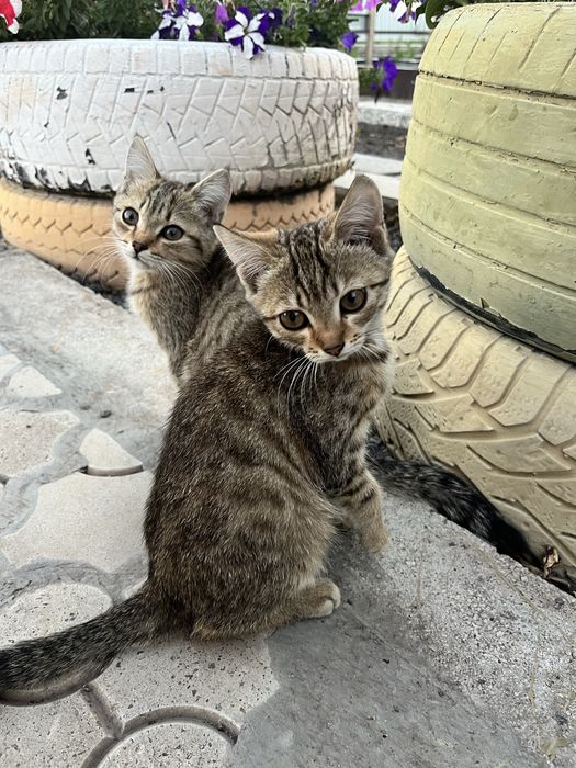 Котёнок-девочка ищет любящую семью