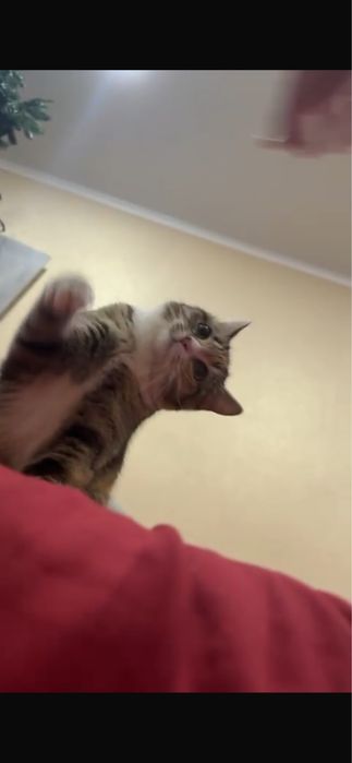 Кошка, домашняя кошка.