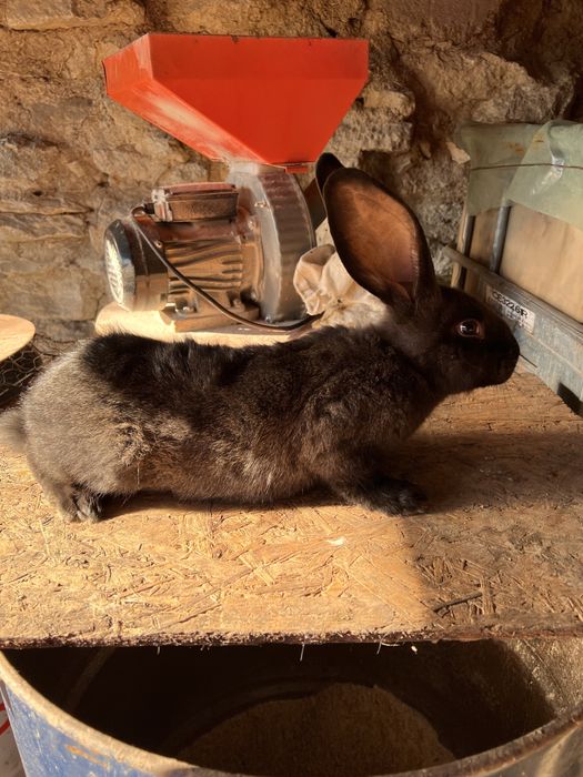 Iepure uriasi belgian