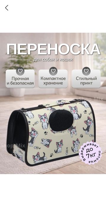 отдам кошку в добрые руки бесплато шотландский метис красивая 
беспл