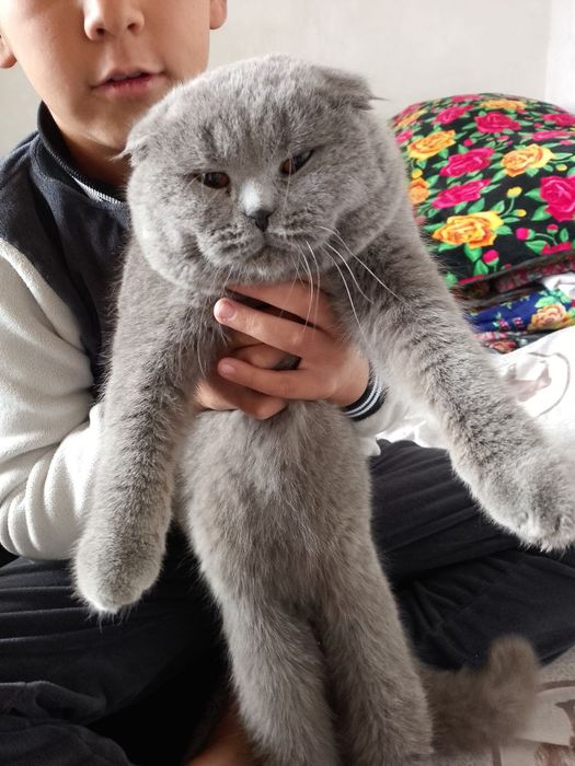 Кот Шетландских флот 1 годик