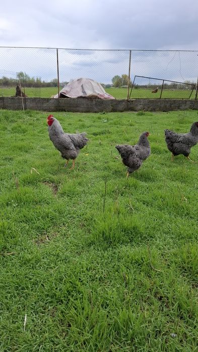 Gaini si cocosi plymouth