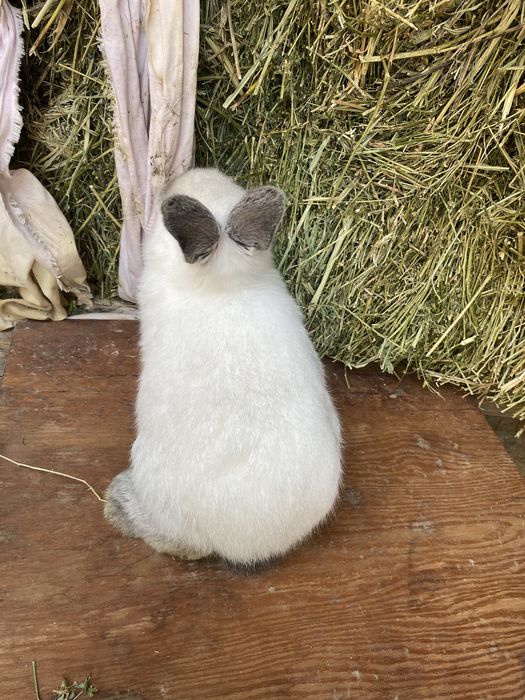 Продам кролика 1месяц