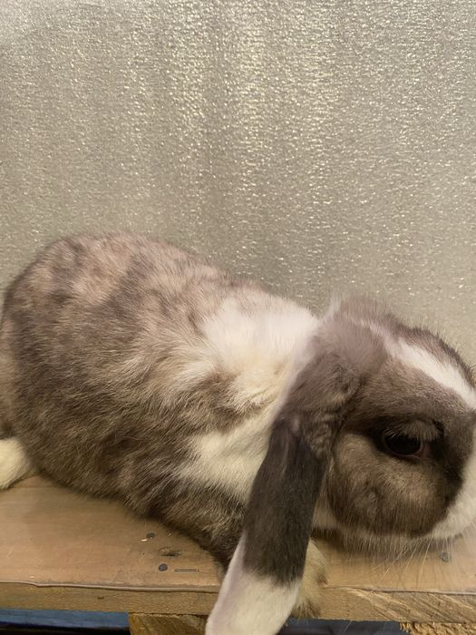 Продаются кральчихи