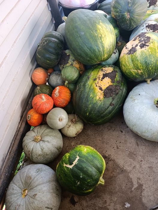 Продам тыква дачная