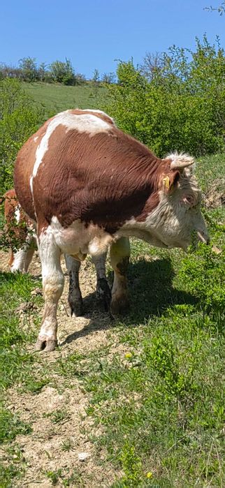 Taur baltata romaneasca