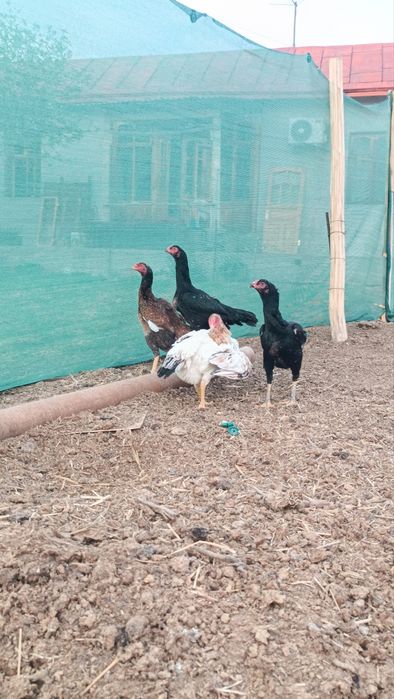 Dakan tovuqlar sotiladi