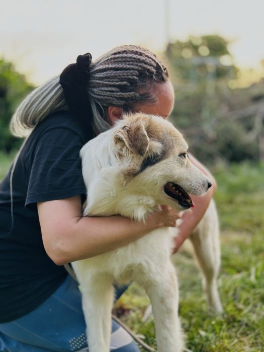 Боби ищет семью. Собака. Для семьи.  Не на цепь