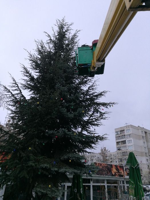 Автовишка под наем!Рязане и кастрене на опасни  дървета с вишка.