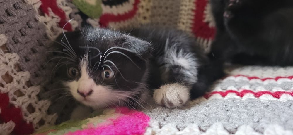 Котята вислоухие