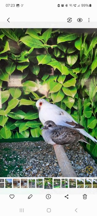 TURTURELE Exotice-Aripa  de bronz,aripă verde,tamburine, diamant,luzon