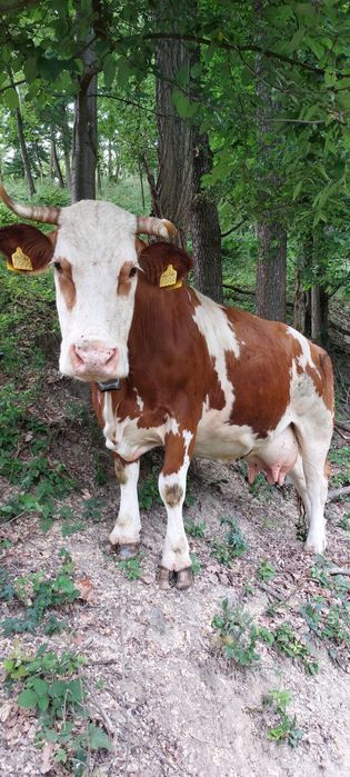 Mă vinde stăpânul,vaca rasa baltata românească cu vițel!