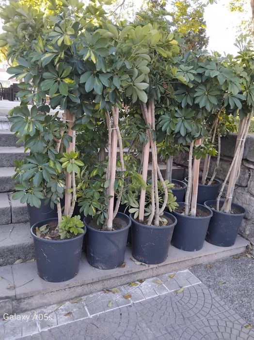 Продавам Шефлера / Schefflera 10 годишна, 170 см. височина, 10 броя