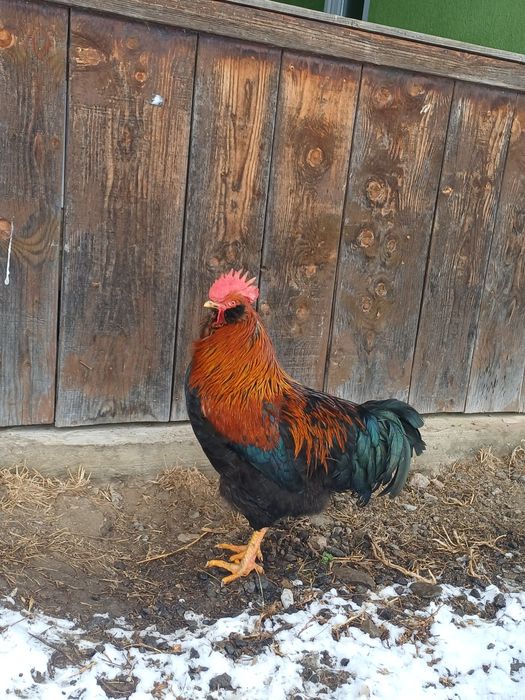 Vând cocosi de 8luni