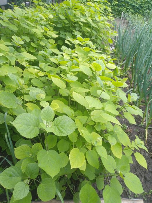 Садовые растения