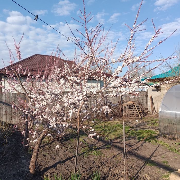 Продам саженцы абрикоса