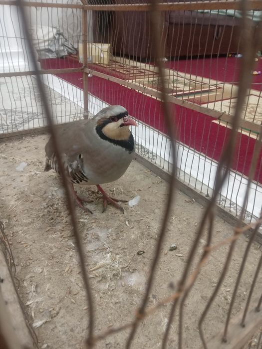 Кеклик срочна продам