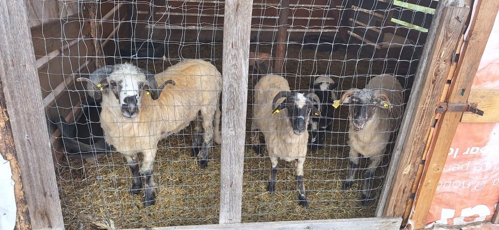 Oi de vanzare , 1 berbec, 2 mieluțe din care una are un miel.