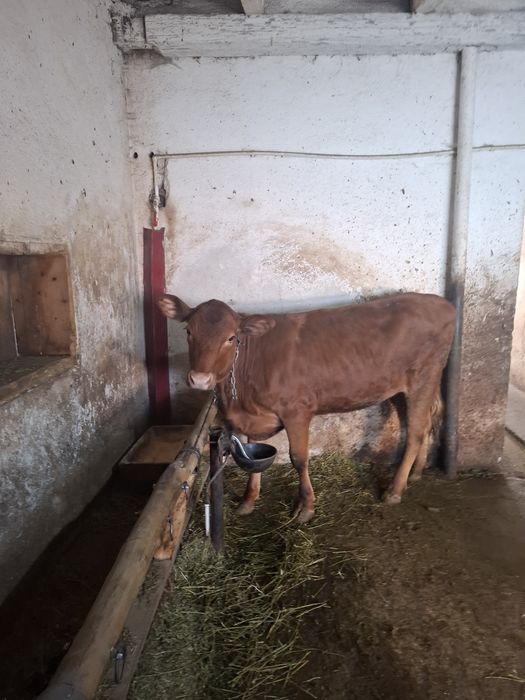 Vand vițeauă de8 luni