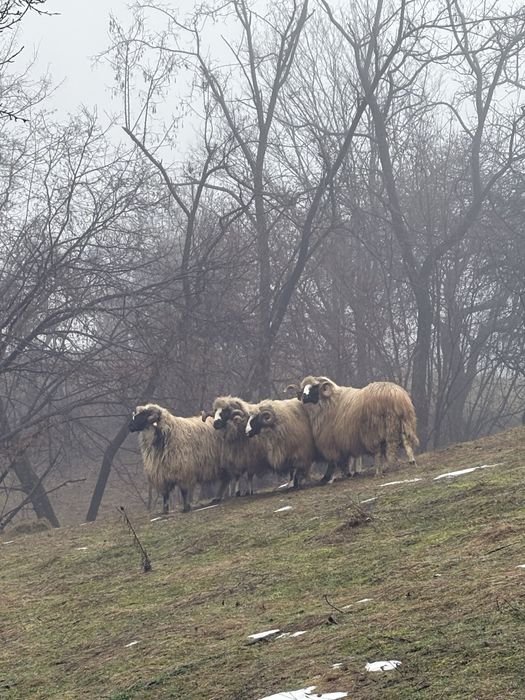 Berbeci brezi de vanzare!