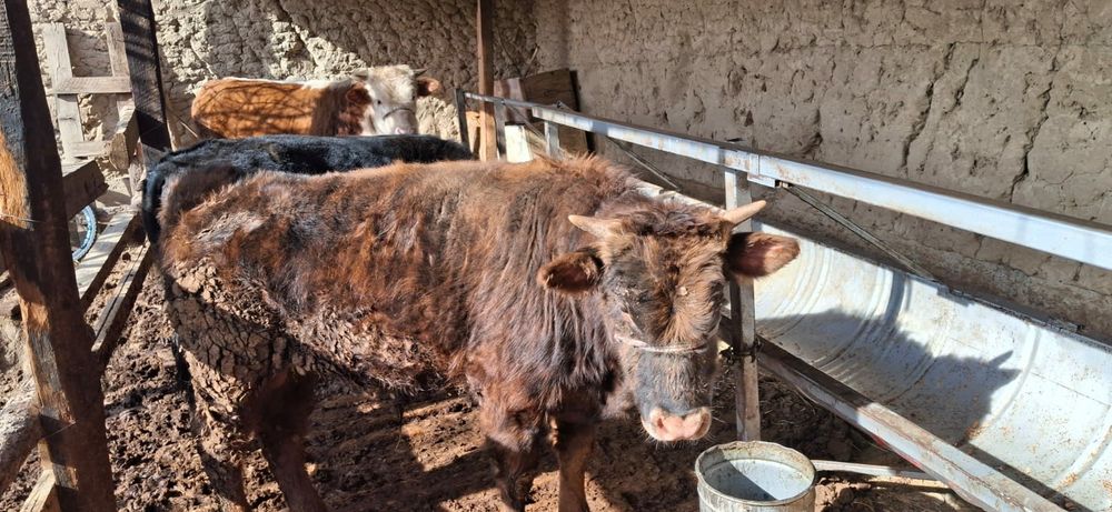 Бұқа бордақы сатылады