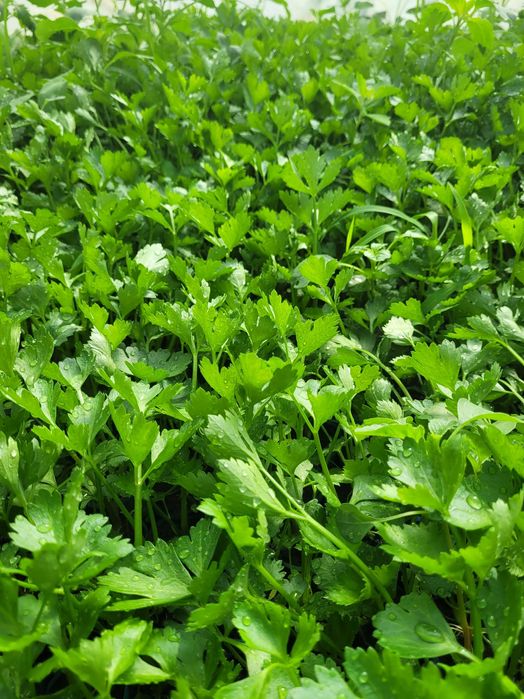 Rasad de vanzare  Rosii  Ardei  Telina. Castraveti