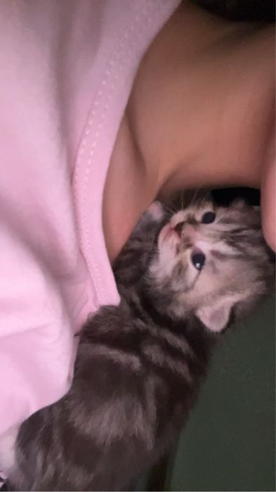 продам котёнка.